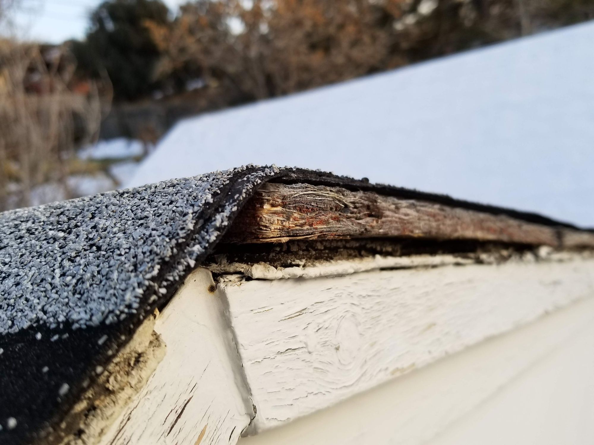 Asphalt shingle roof edge lifting over cracked weathered wood fascia, snow on roof above white siding