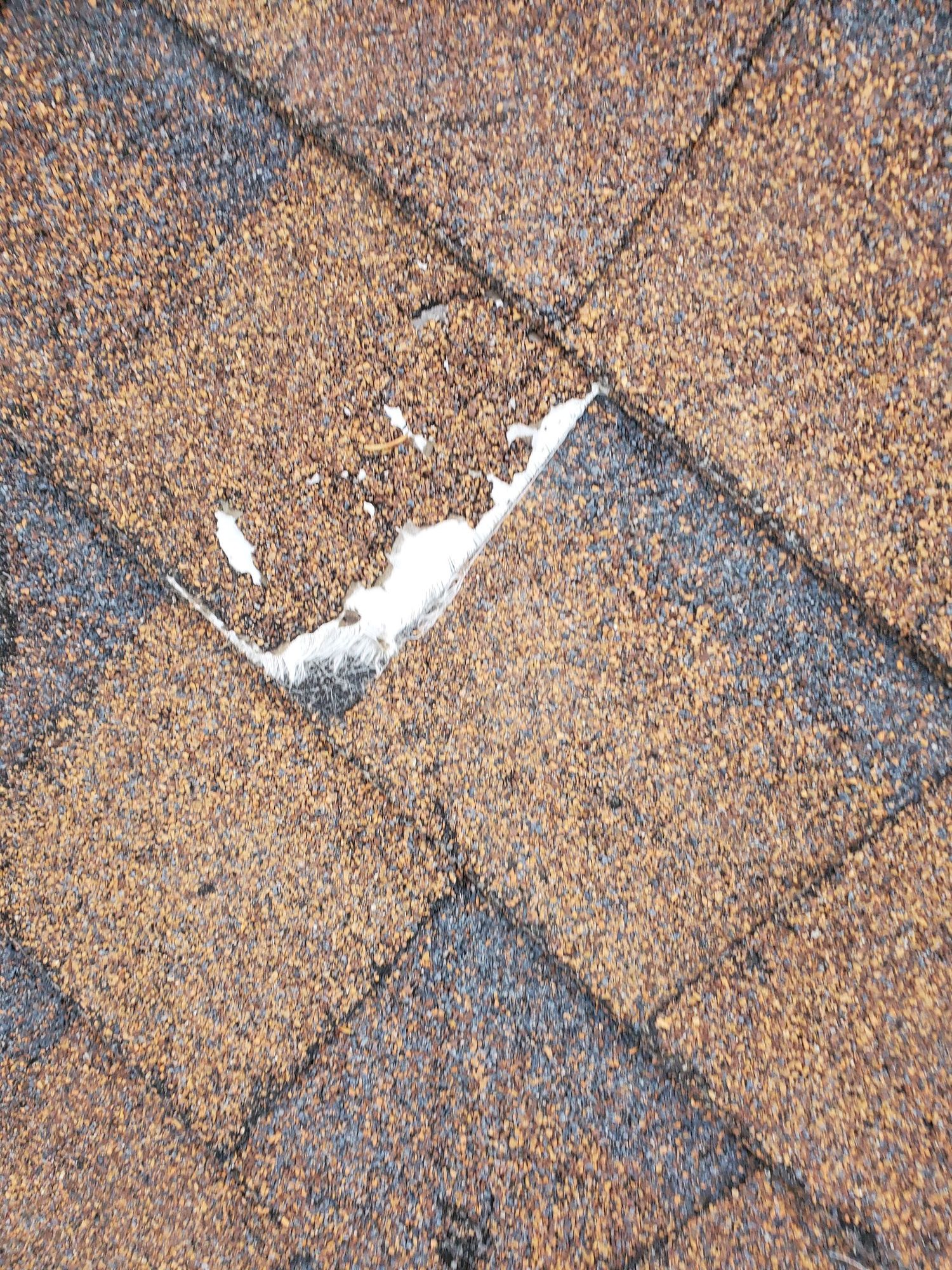 Close-up of brown asphalt shingle torn open, exposing white fiberglass mat with granules missing, in North Ogden, UT